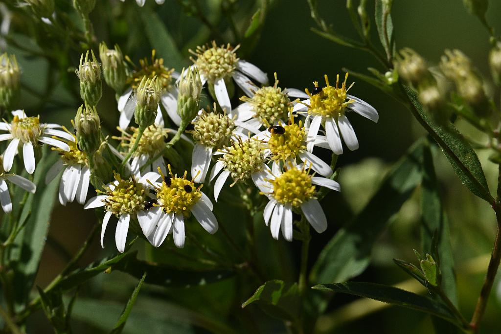 2025-08300246 Broad Meadow Brook, MA.JPG - Flat-topped White Aster (Doellingeria umbellata). Broad Meadow Brook WIldlife Sanctuary, MA, 8-30-2025